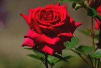 beautiful-rose-plant-24xhbhw4hg9ue112 How To Prepare For A Job Interview Successfully