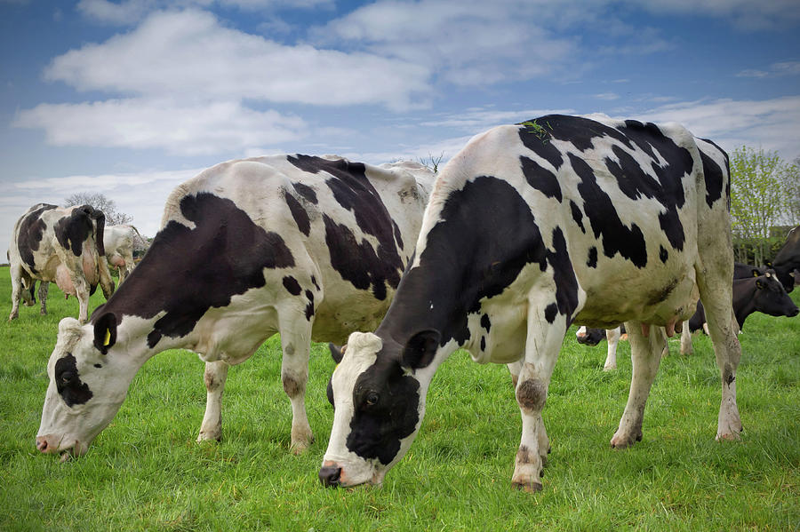 Holstein Cows by Photograph Taken By Alan Hopps How To Mix Patterns In Fashion Without Clashing